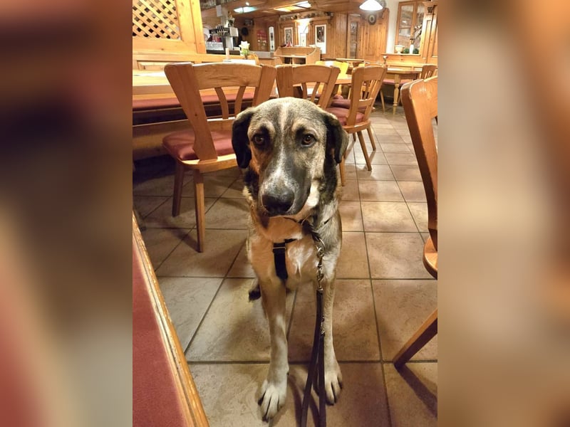 NOROC - Freundlicher Rüde in 84416 Taufkirchen sucht Menschen mit Herz