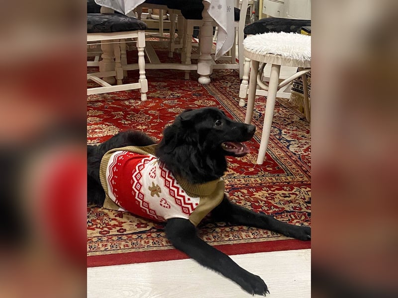 Aktiver Rollo sucht liebevolle und konsequente Menschen