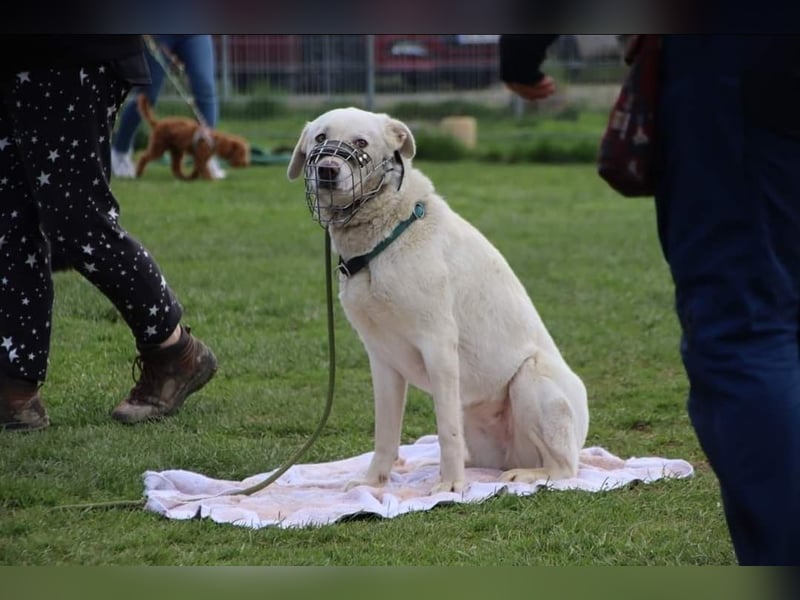 WHITY - hünbsche Hündin sucht erfahrene Menschen