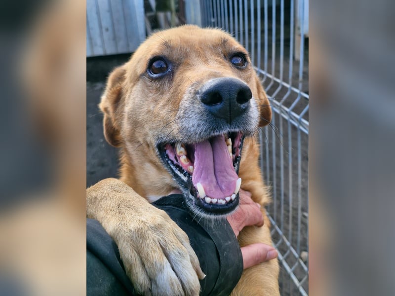 NANACHI - Liebenswertes Powerpaket sucht aktive Menschen