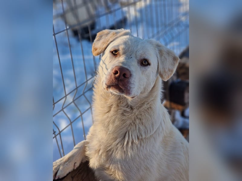 BAM - verspielter Bub sucht Familie für Abenteuer