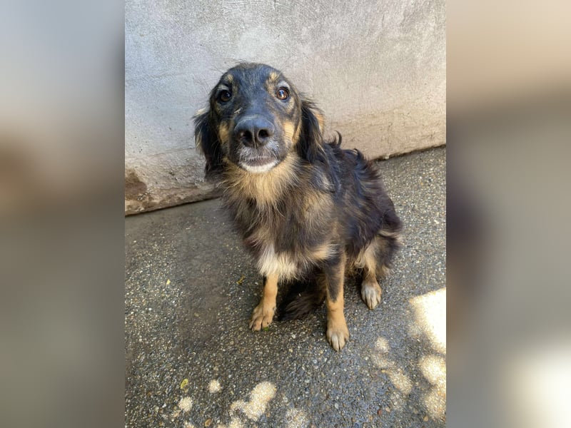 Mojo – ein Junghund zum Verlieben