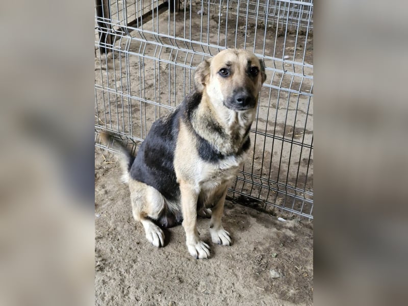 NINA - Herzenshündin sucht dringend liebevolles Zuhause oder Pflegestelle