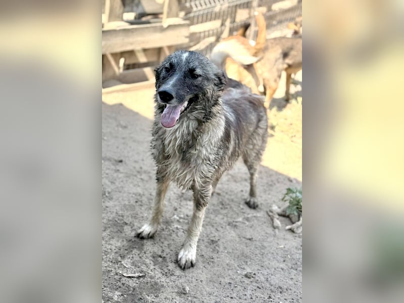 LARRY - Fröhlicher Kerl sucht Familie für gemeinsame Abenteuer