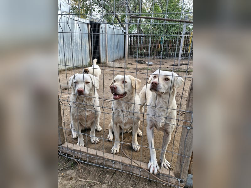 BIM - Traumhund sucht Traumzuhause