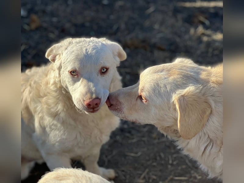 BOM - wann verliebt sich endlich jemand in den tollen Bub?