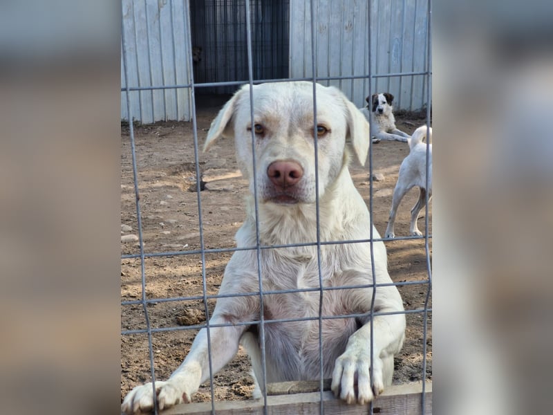 BAM - verspielter Bub sucht Familie für Abenteuer