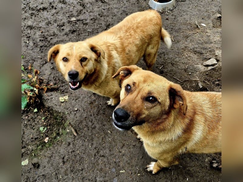 NANACHI - Liebenswertes Powerpaket sucht aktive Menschen