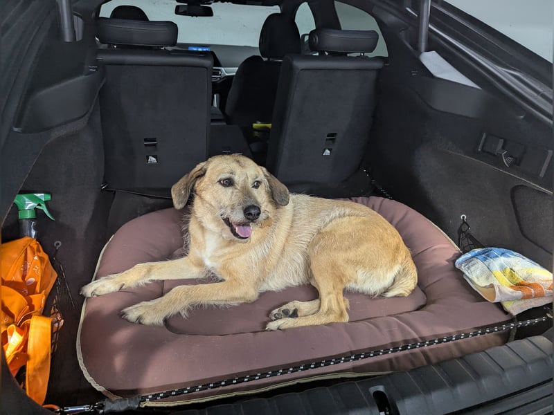 Ein neues Zuhause gesucht