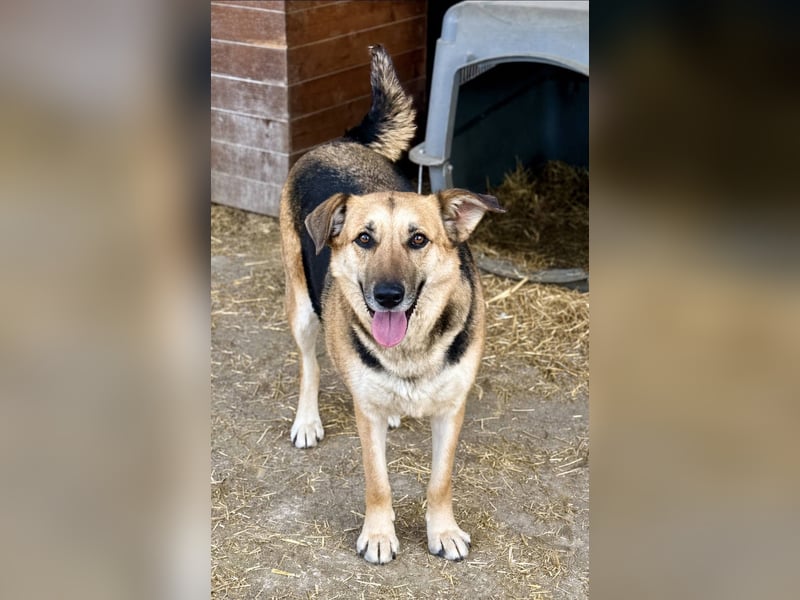 NINA - Herzenshündin sucht dringend liebevolles Zuhause oder Pflegestelle