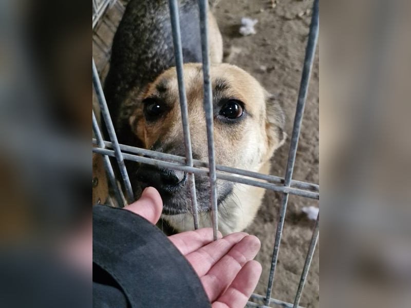 NINA - Herzenshündin sucht liebevolles Zuhause