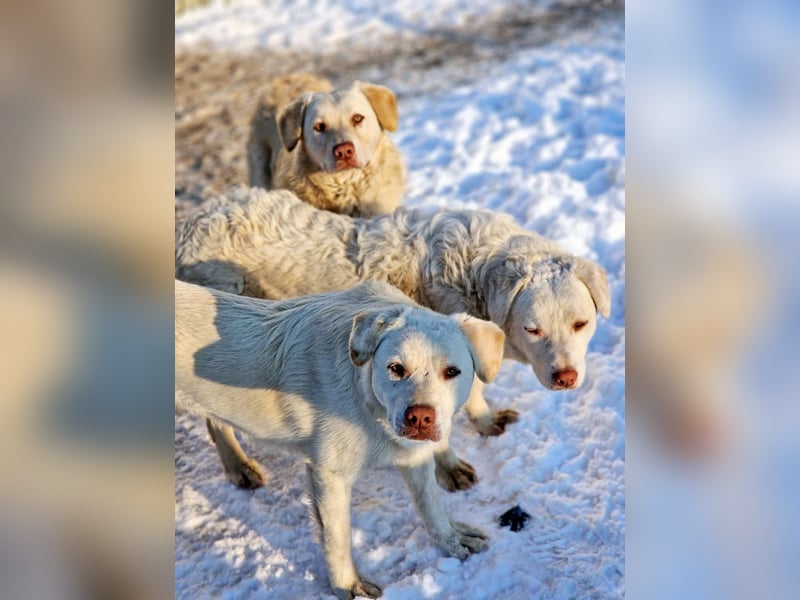 BAM - verspielter Bub sucht Familie für Abenteuer