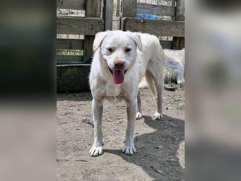 BAM - verspielter Bub sucht Familie für Abenteuer