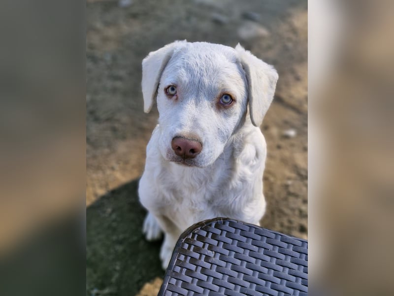 BOM - wann verliebt sich endlich jemand in den tollen Bub?