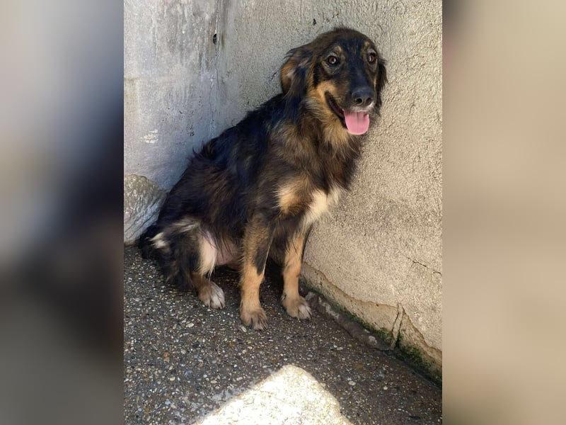 Mojo – ein Junghund zum Verlieben