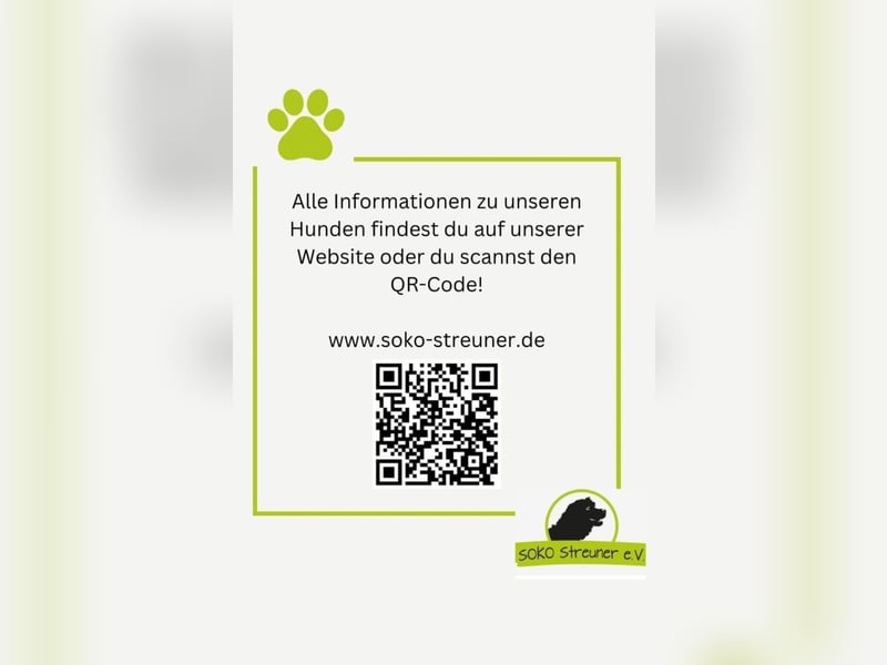 TUCKER - Freundlicher, neugieriger Rüde sucht erfahrene Menschen