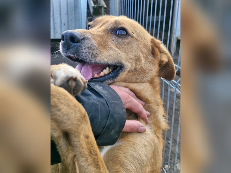 NANACHI - Liebenswertes Powerpaket sucht aktive Menschen