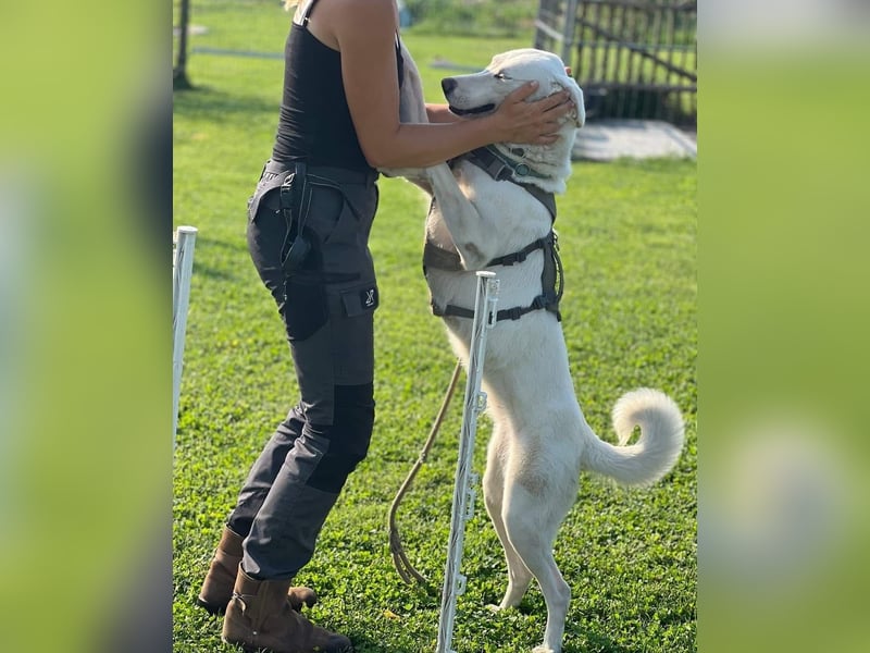 WHITY - hünbsche Hündin sucht erfahrene Menschen