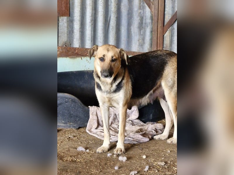 NINA - Herzenshündin sucht dringend liebevolles Zuhause oder Pflegestelle