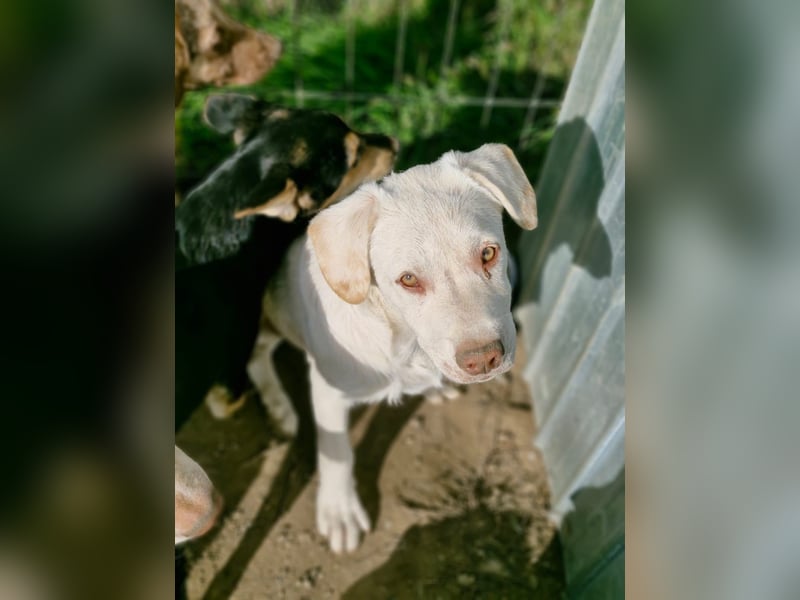 BAM - verspielter Bub sucht Familie für Abenteuer