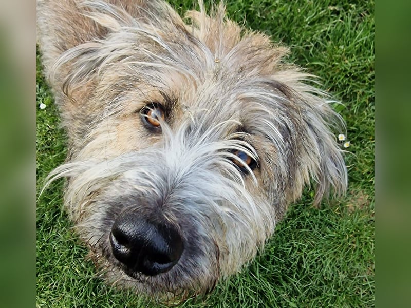 TUCKER - Freundlicher, neugieriger Rüde sucht erfahrene Menschen