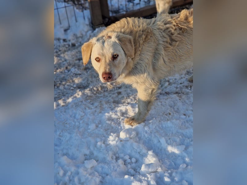 BIM - Traumhund sucht Traumzuhause