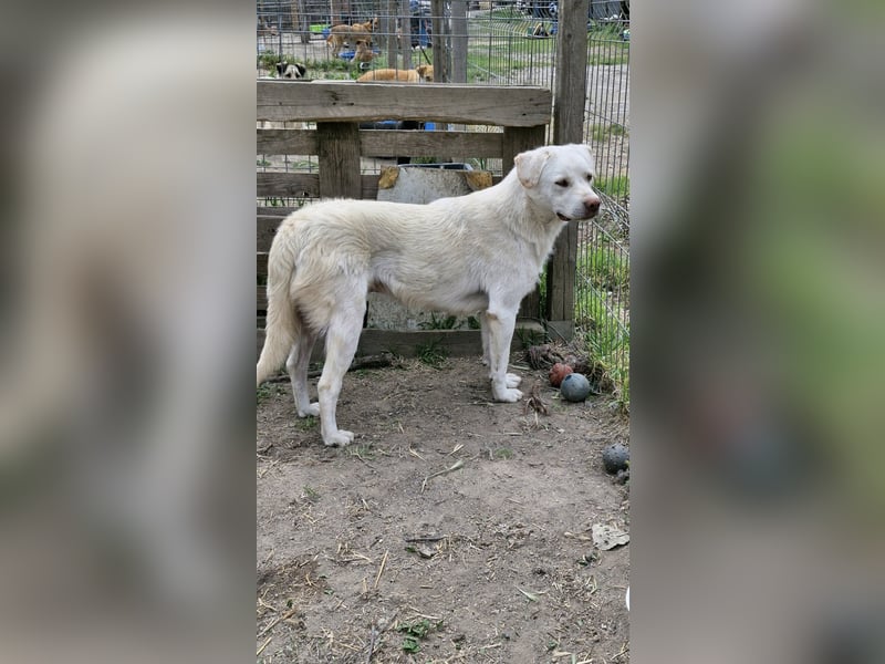 BAM - verspielter Bub sucht Familie für Abenteuer