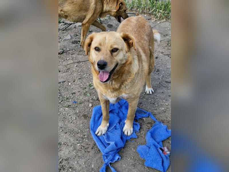 GROGU - freundlicher Rüde ist bereit die Welt zu erkunden