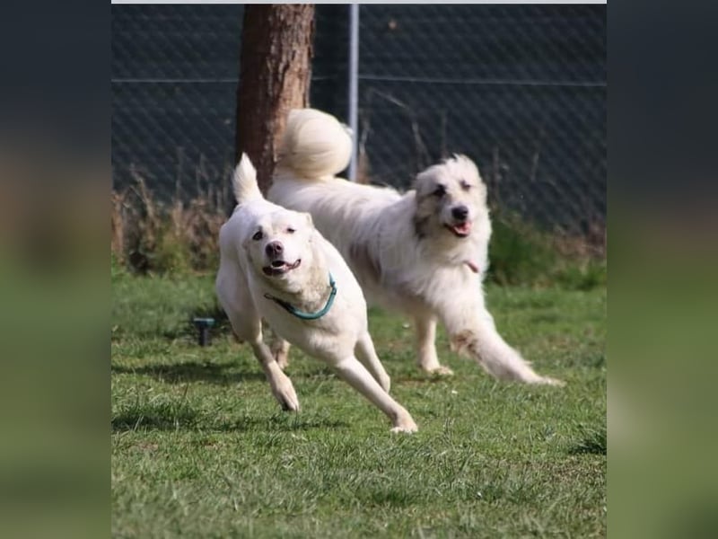 WHITY - hünbsche Hündin sucht erfahrene Menschen