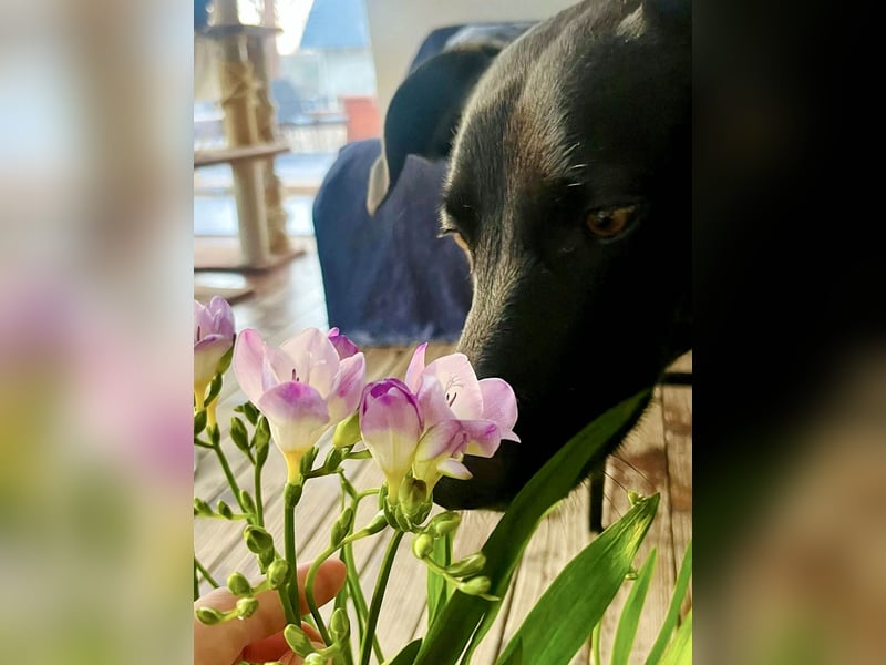 Wunderschöne Mai sucht ihre Familie