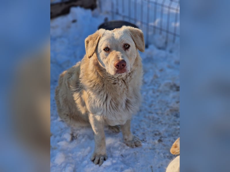 BIM - Traumhund sucht Traumzuhause