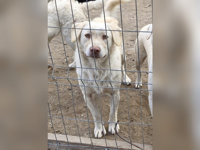 BIM - Traumhund sucht Traumzuhause