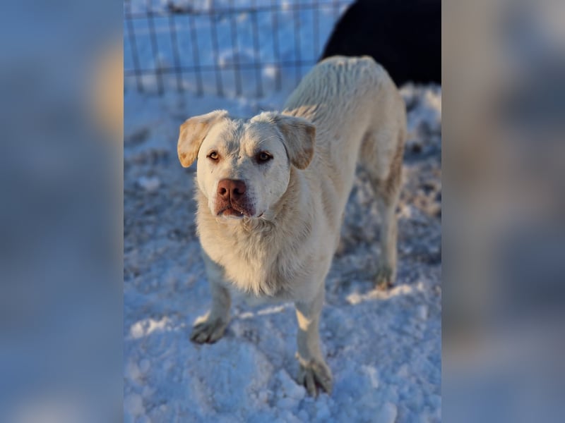 BAM - verspielter Bub sucht Familie für Abenteuer