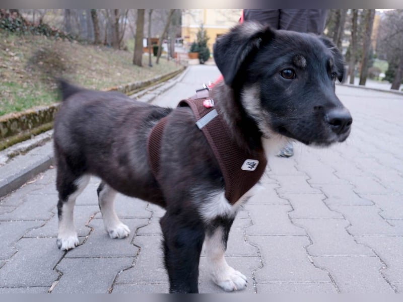 Sio, Bruder von Sally und Sully sucht auch seine Familie