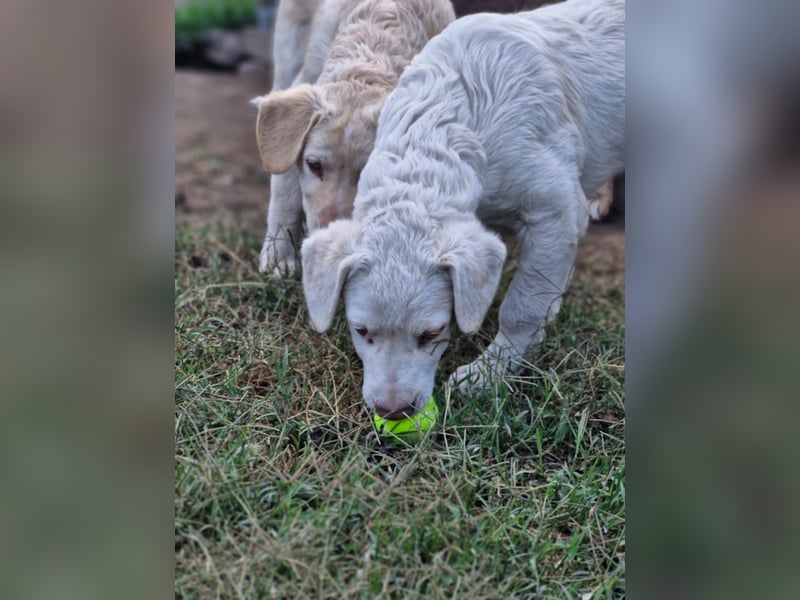 BOM - wann verliebt sich endlich jemand in den tollen Bub?
