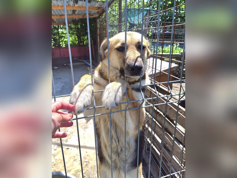 NINA - Herzenshündin sucht dringend liebevolles Zuhause oder Pflegestelle
