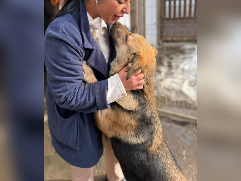 NINA - Herzenshündin sucht dringend liebevolles Zuhause oder Pflegestelle
