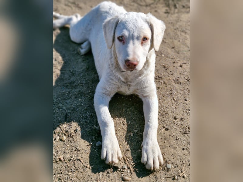 BOM - wann verliebt sich endlich jemand in den tollen Bub?