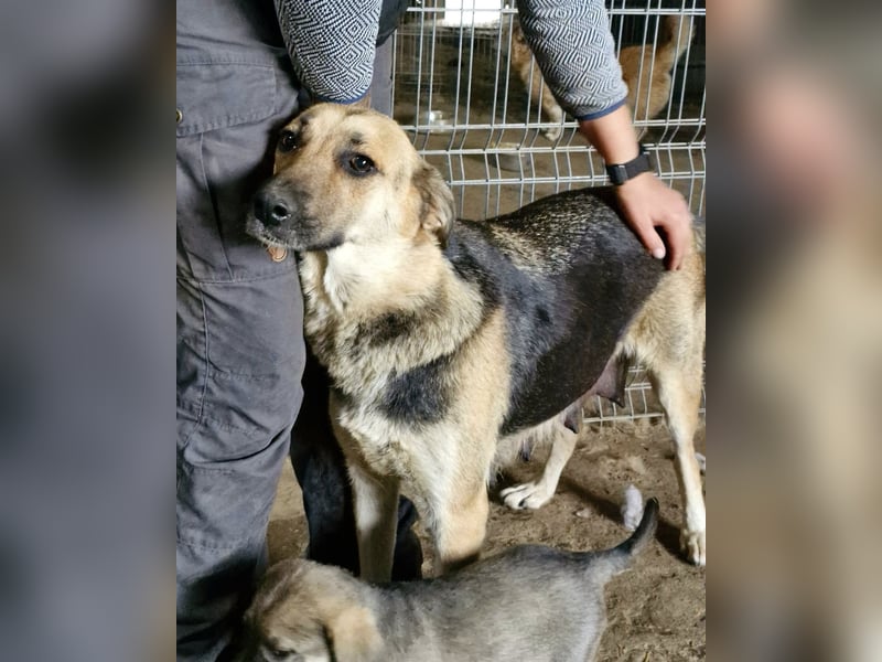 NINA - Herzenshündin sucht dringend liebevolles Zuhause oder Pflegestelle