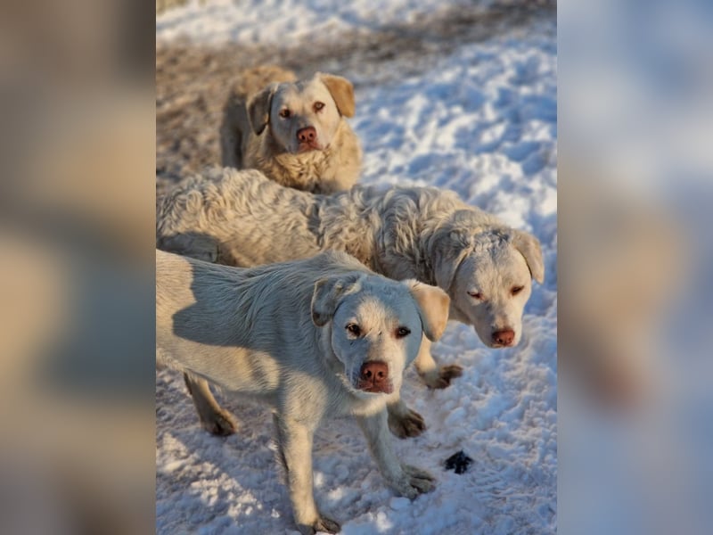 BOM - wann verliebt sich endlich jemand in den tollen Bub?