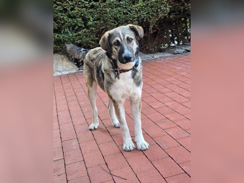 NOROC - Freundlicher Rüde in 84416 Taufkirchen sucht Menschen mit Herz