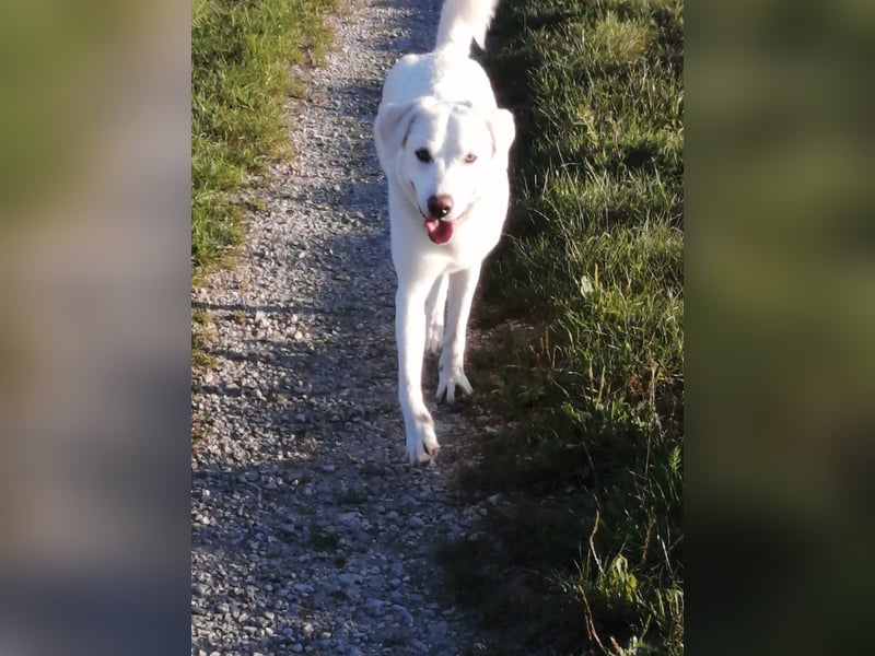 WHITY - hünbsche Hündin sucht erfahrene Menschen