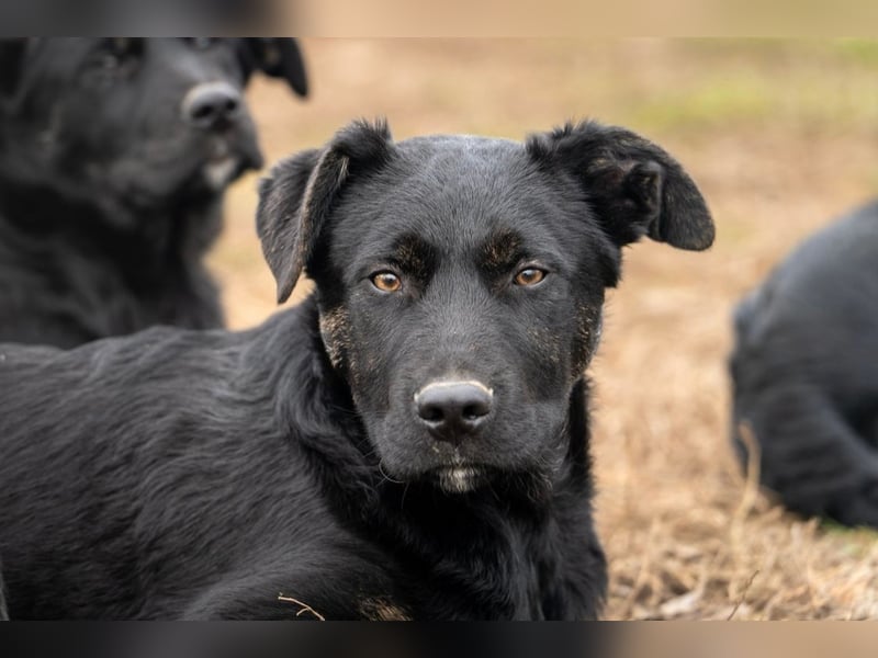 Casper wer schenkt mir ein Zuhause