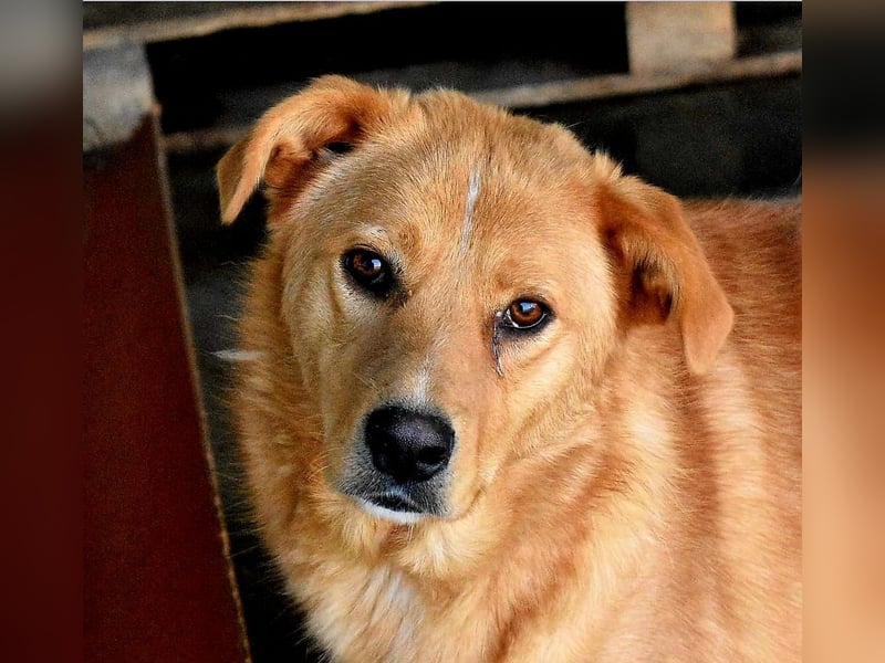 GROGU - freundlicher Rüde ist bereit die Welt zu erkunden