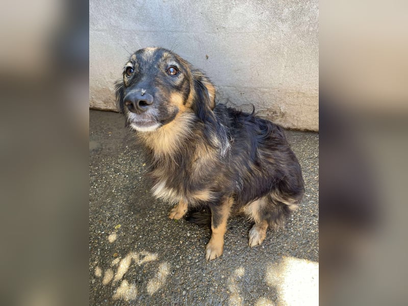 Mojo – ein Junghund zum Verlieben