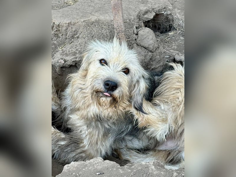 IZARO - Herzenshund wartet sehnlich auf seine Familie