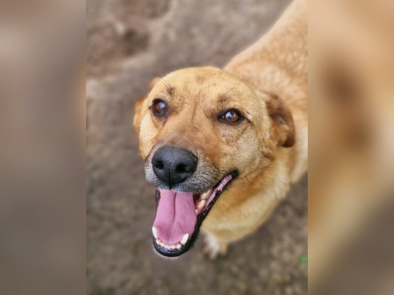 NANACHI - Liebenswertes Powerpaket sucht aktive Menschen