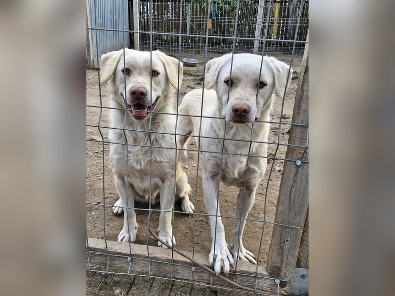 BIM - Traumhund sucht Traumzuhause