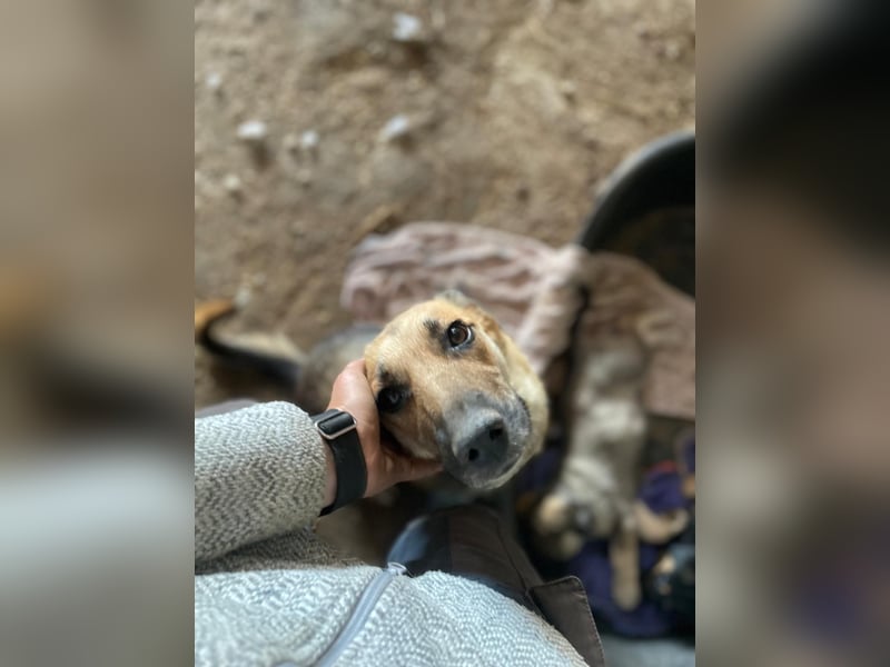 NINA - Herzenshündin sucht liebevolles Zuhause