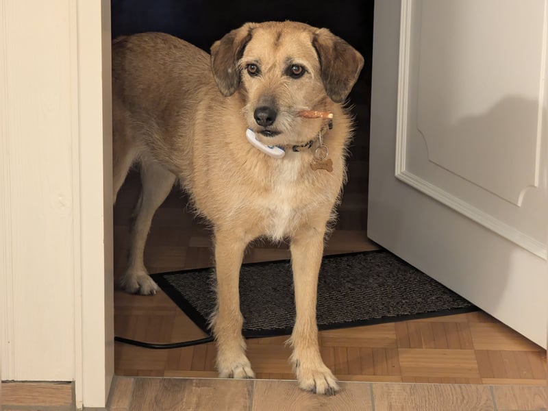 Ein neues Zuhause gesucht